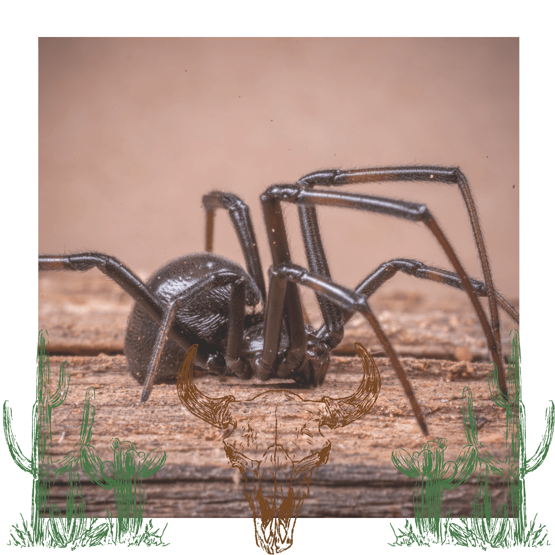 Property Pest Control technician treating a Phoenix-area home exterior