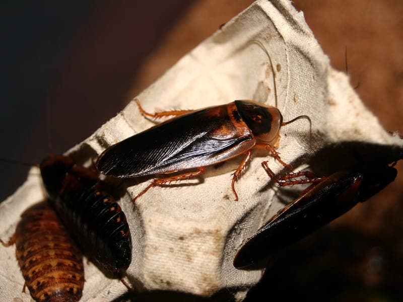 Cucaracha sobre una superficie de cocina en una casa de Phoenix