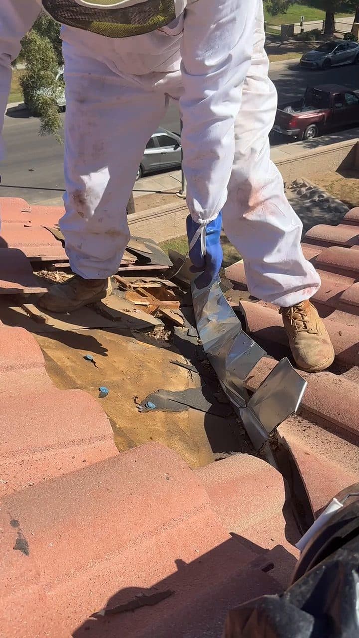 Bee-removal technician working on a tile roof