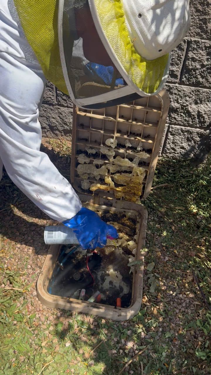Bee-removal technician with exposed honeycomb on a Phoenix property