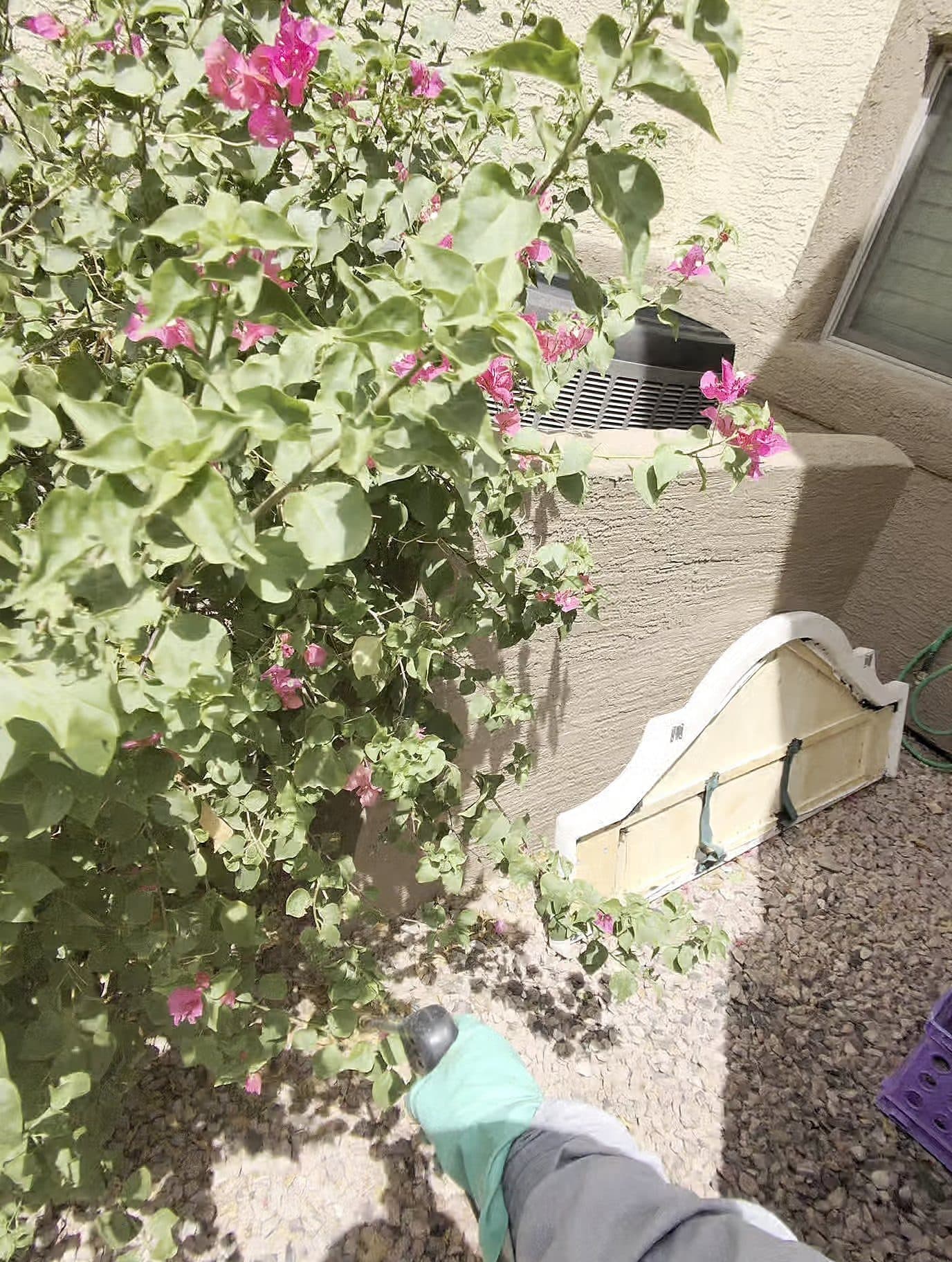 Technician treating a flowering shrub along a home's perimeter