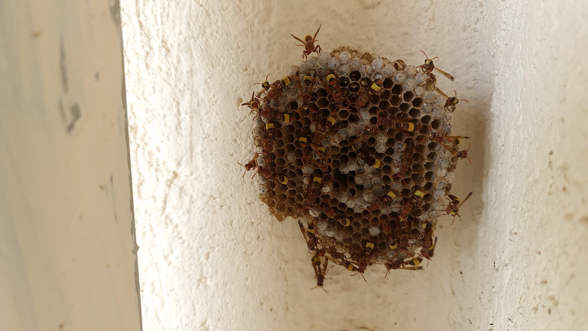 Active paper wasp nest covered in wasps on a Phoenix home's wall