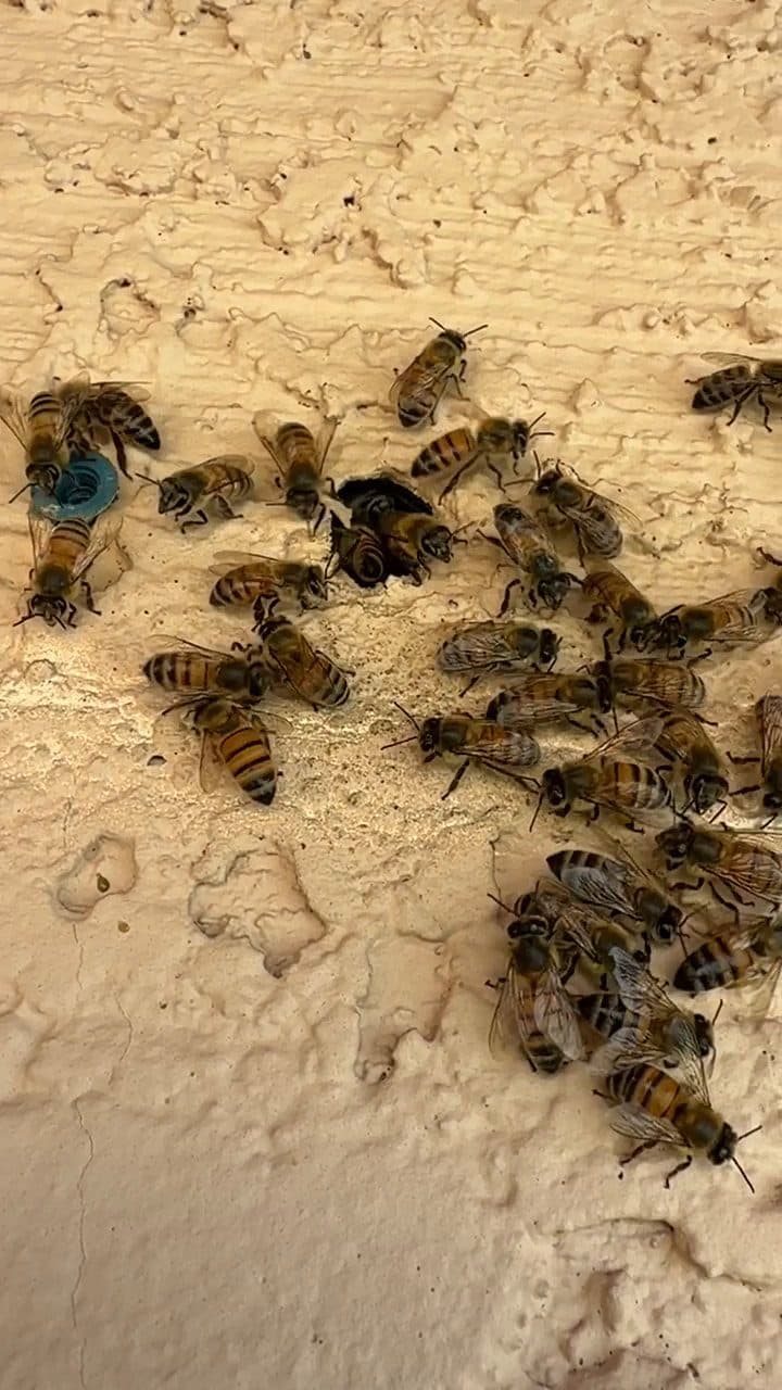 Honeybee swarm clustered on a home's exterior wall