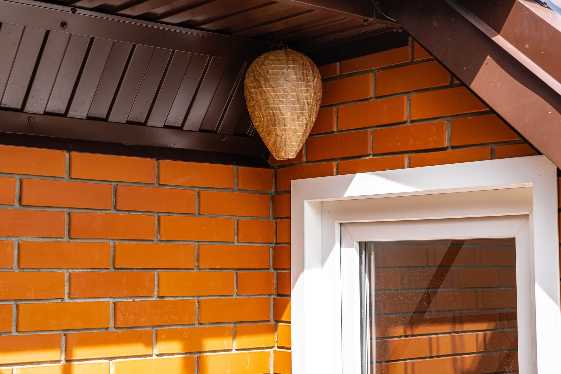 Teardrop paper wasp nest hanging under the eave of a brick home