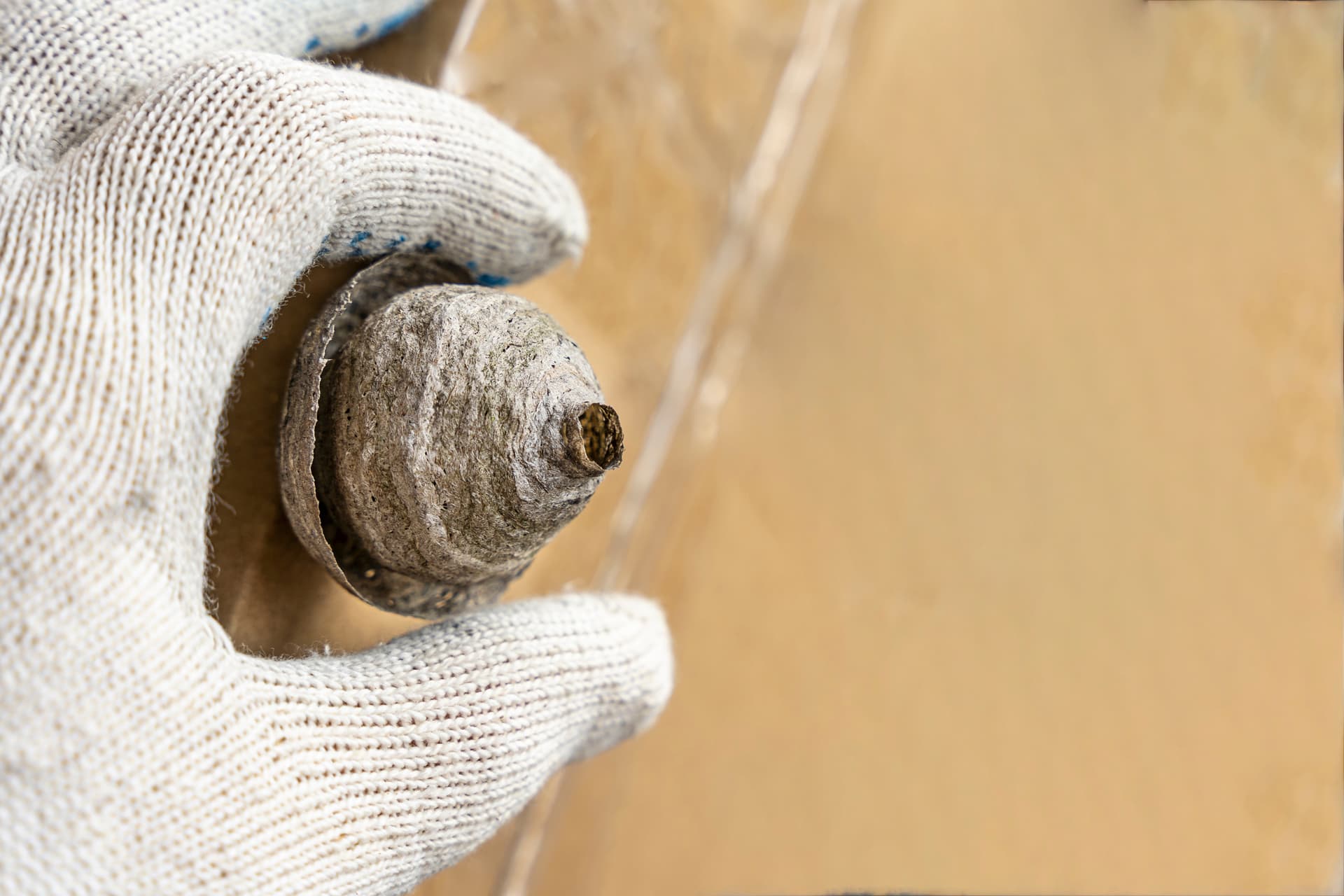 Gloved technician holding a removed paper wasp nest