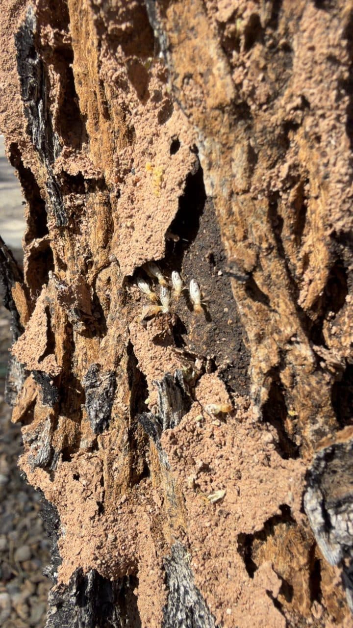Live termites inside a piece of damaged wood