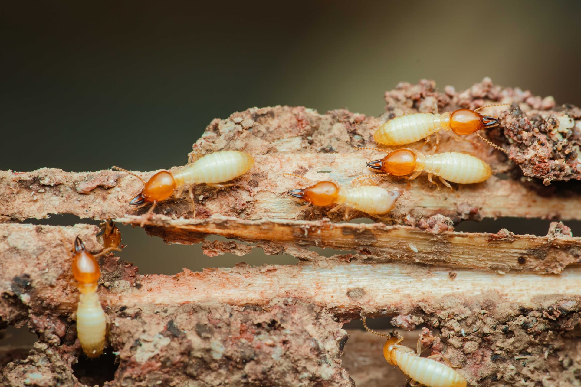 Close-up of live termites tunneling through damaged wood