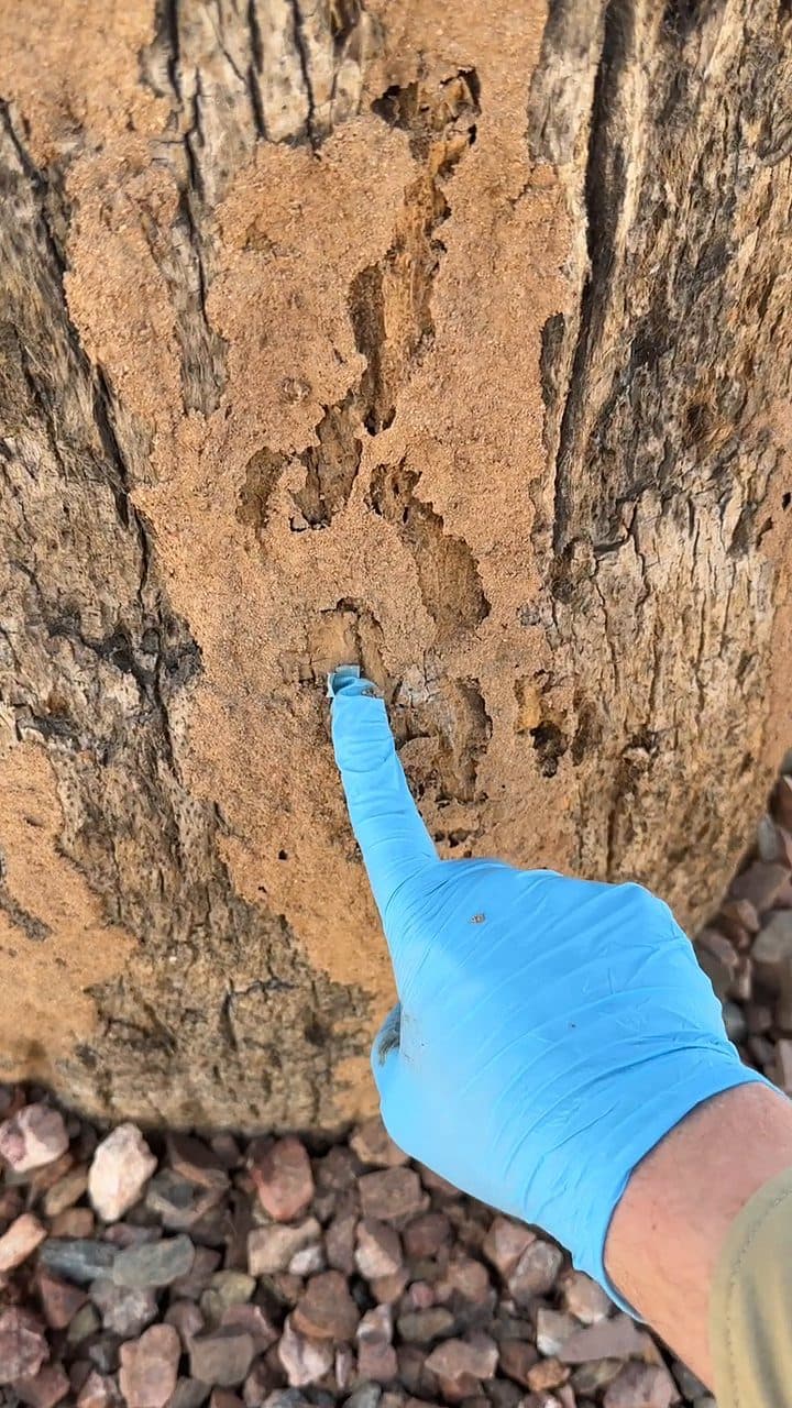 Technician pointing out termite damage during an inspection