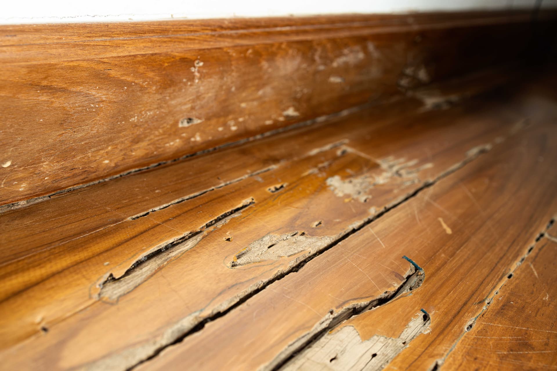 Termite-hollowed hardwood floor and baseboard
