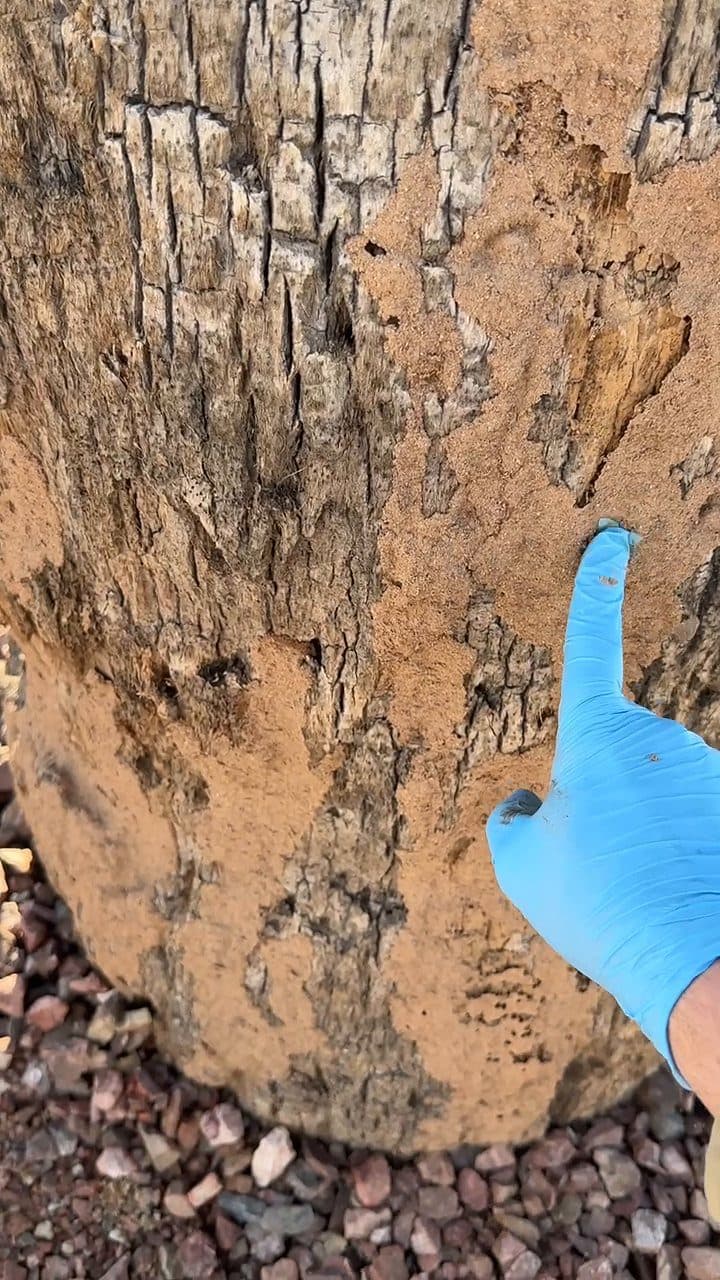 Termite-damaged wood post found during an Arizona inspection