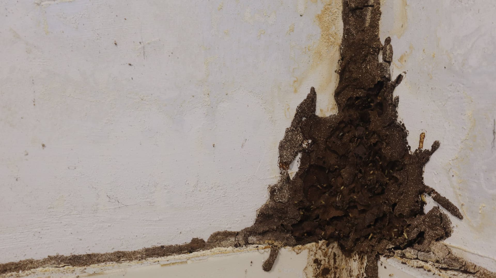 Termite mud tubes climbing an interior wall corner
