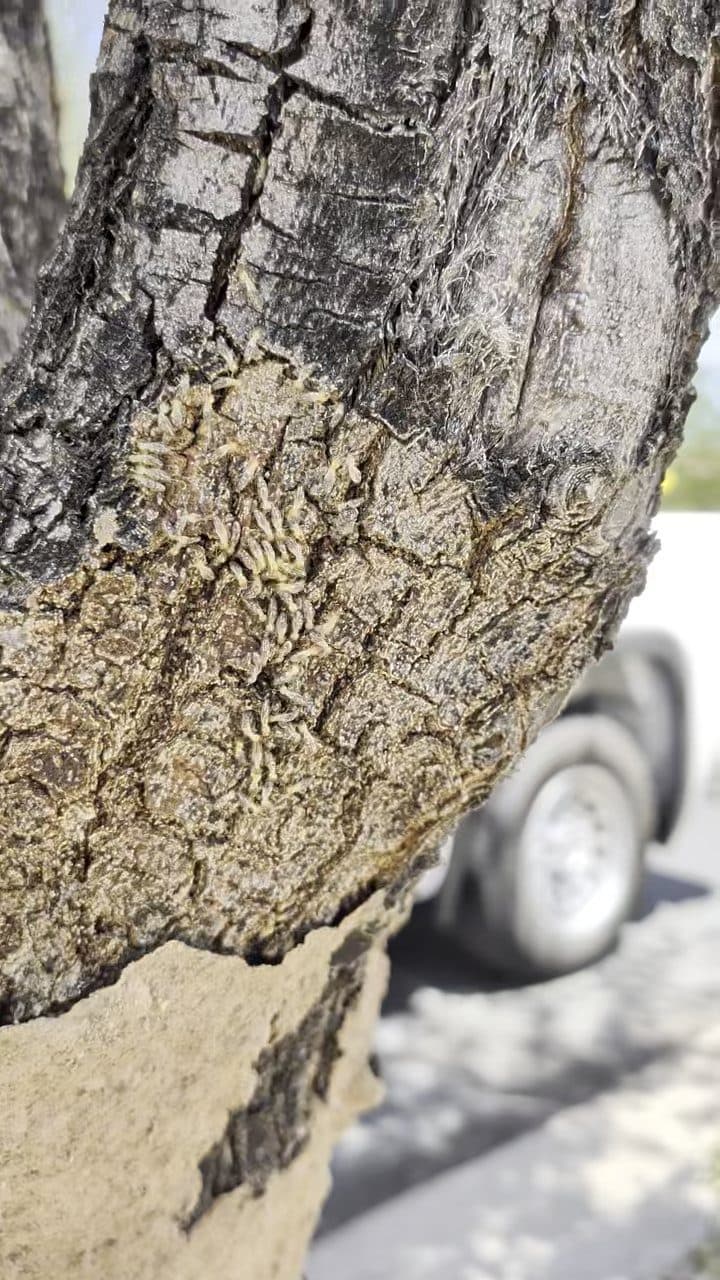 Termite mud tubes running up a palm tree trunk
