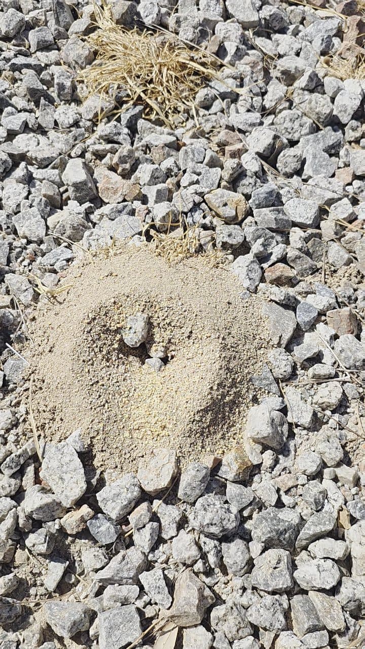Ant hill in desert landscaping at a Phoenix home