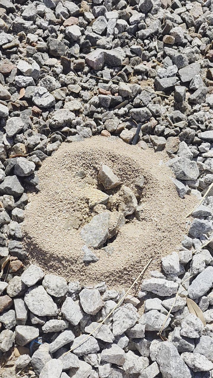 Ant mound in decorative gravel landscaping