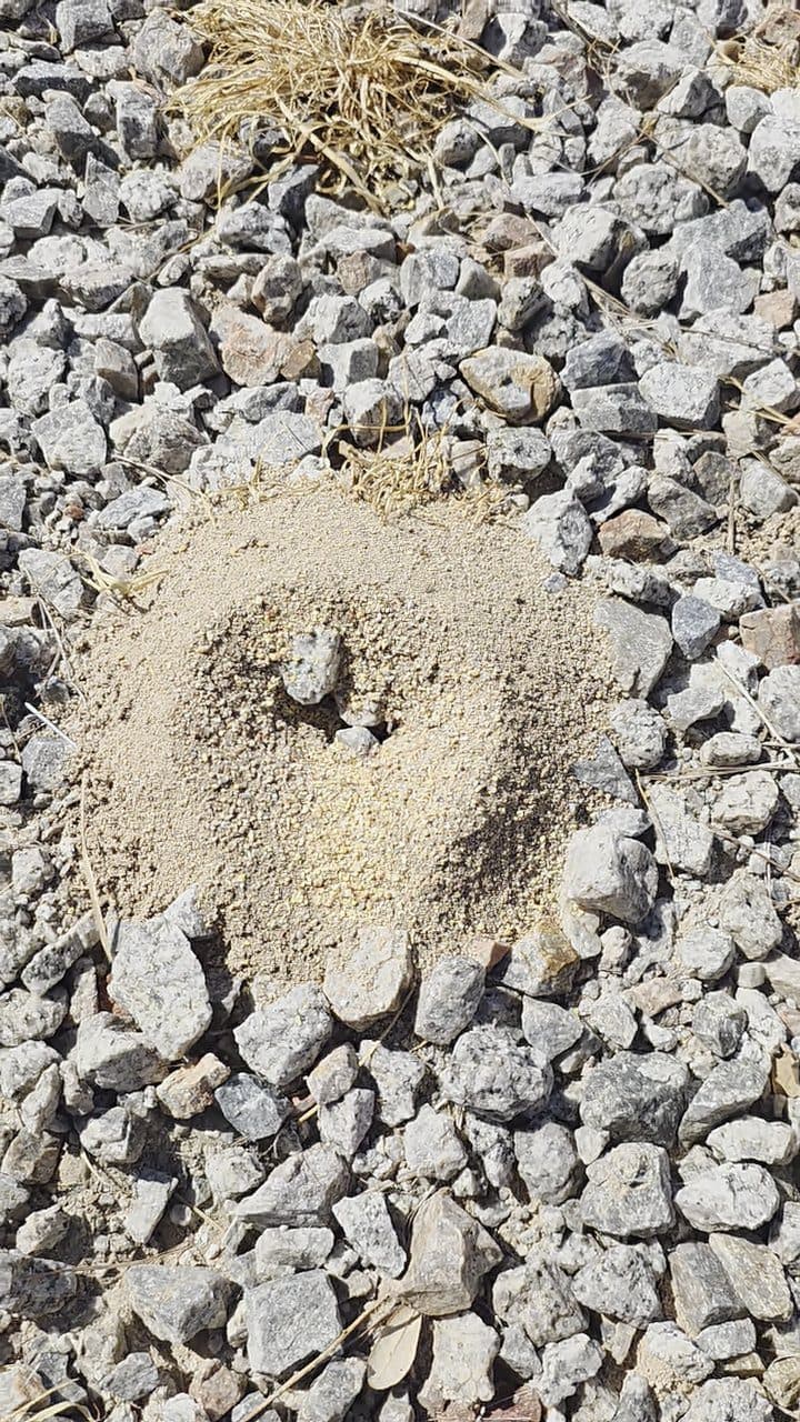 Ant mound pushed up through landscape rock