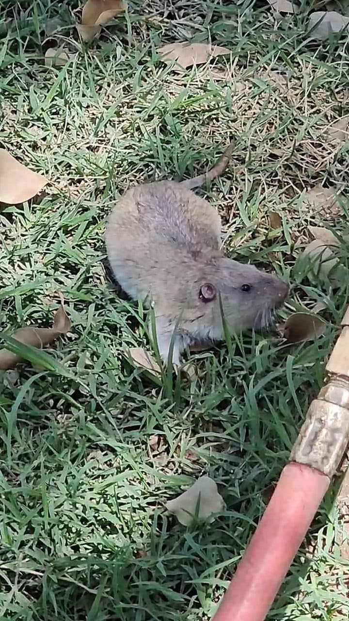 Close-up of a gopher in the grass