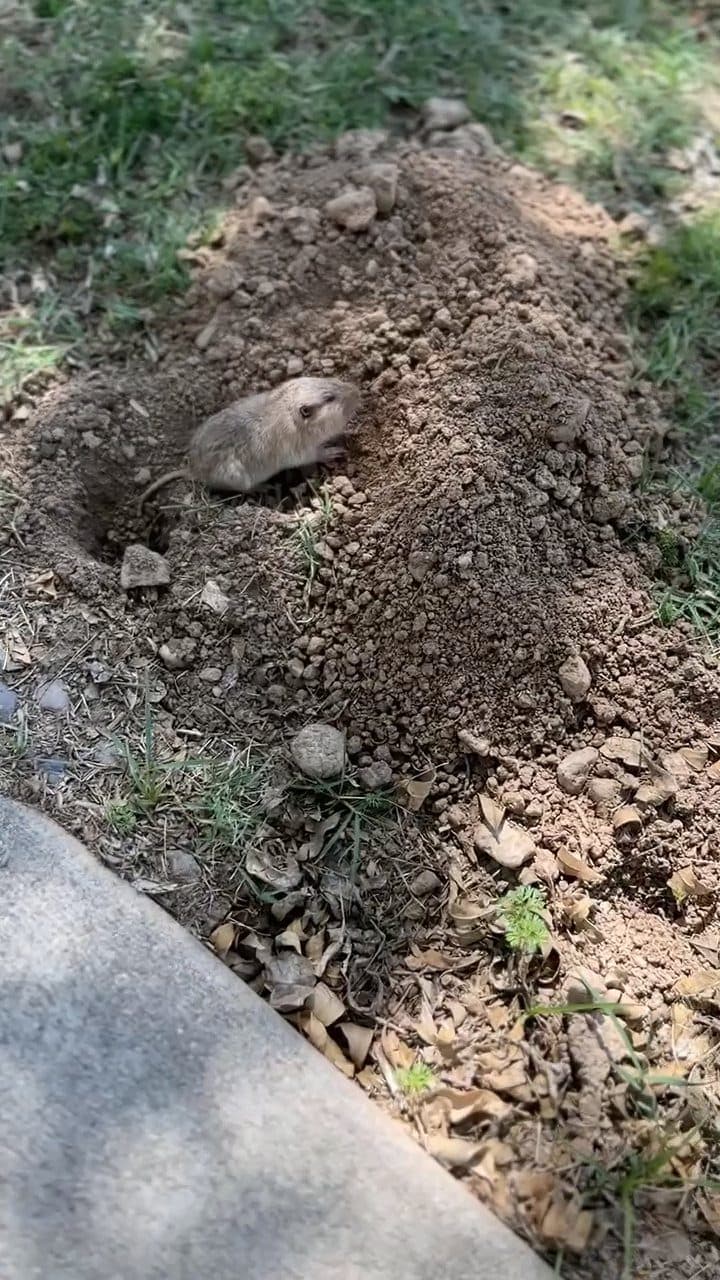 Pocket gopher emerging from a burrow mound in a Valley yard