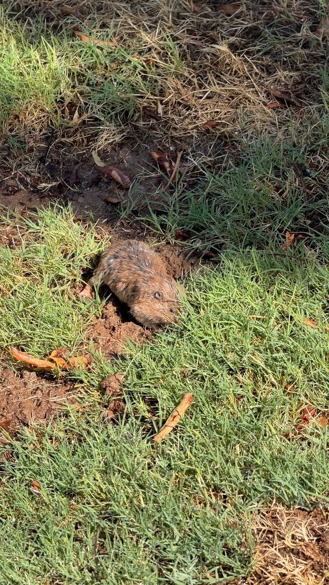 Gopher damage across a turf lawn