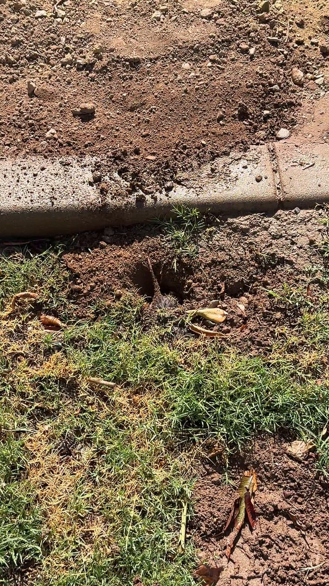 Gopher tunnel damage along the edge of a lawn