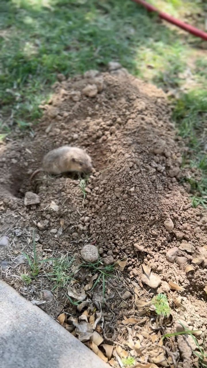 Pocket gopher at the entrance of a yard burrow