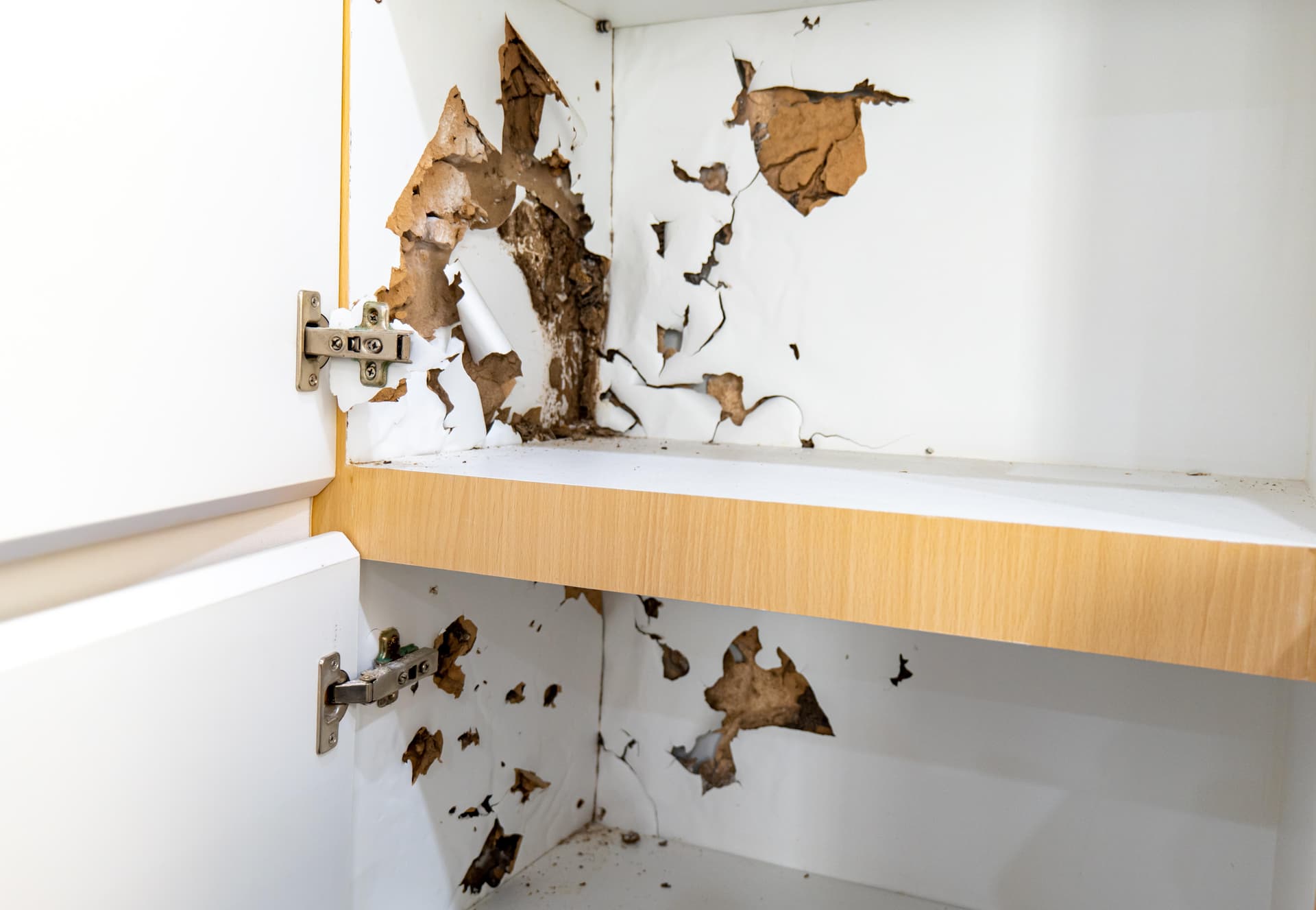 Cabinet interior chewed apart by rodents inside a Phoenix home