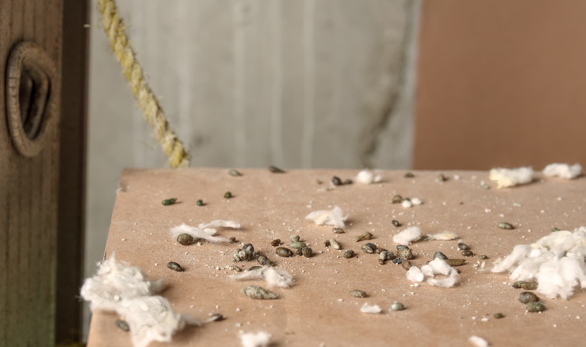 Rodent droppings and shredded nesting insulation left in an attic