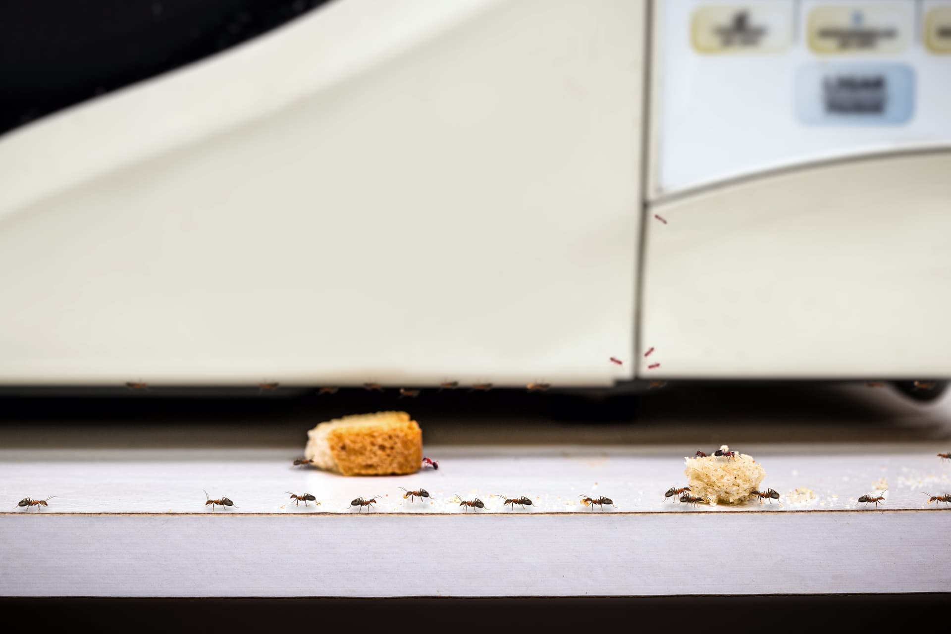 Ant trail leading to crumbs under a kitchen appliance
