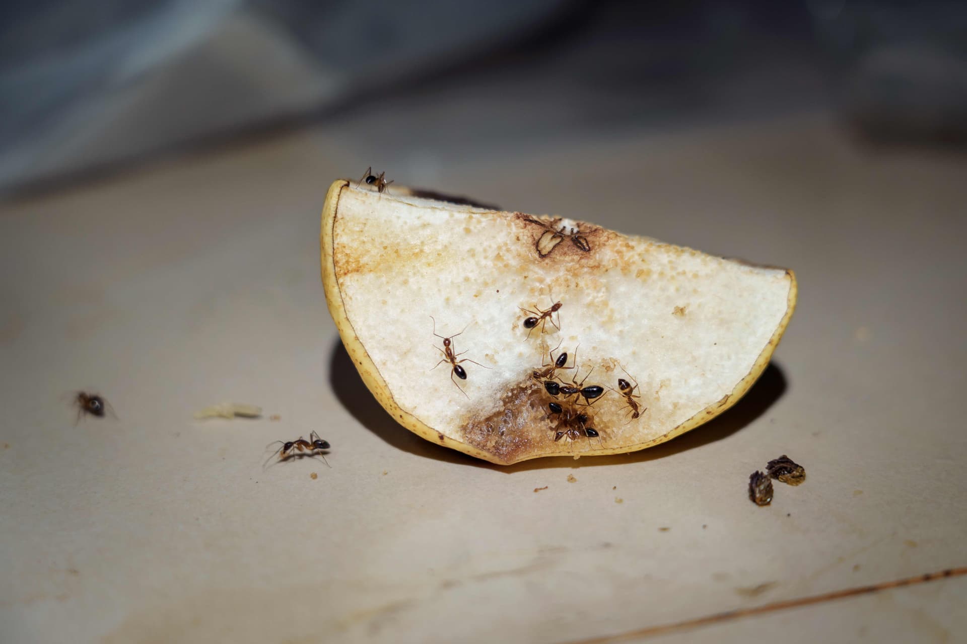 Ants swarming a fruit slice on a kitchen counter