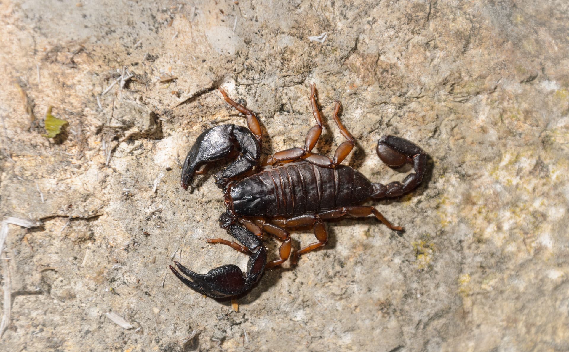Dark desert scorpion on a rock near an Arizona home