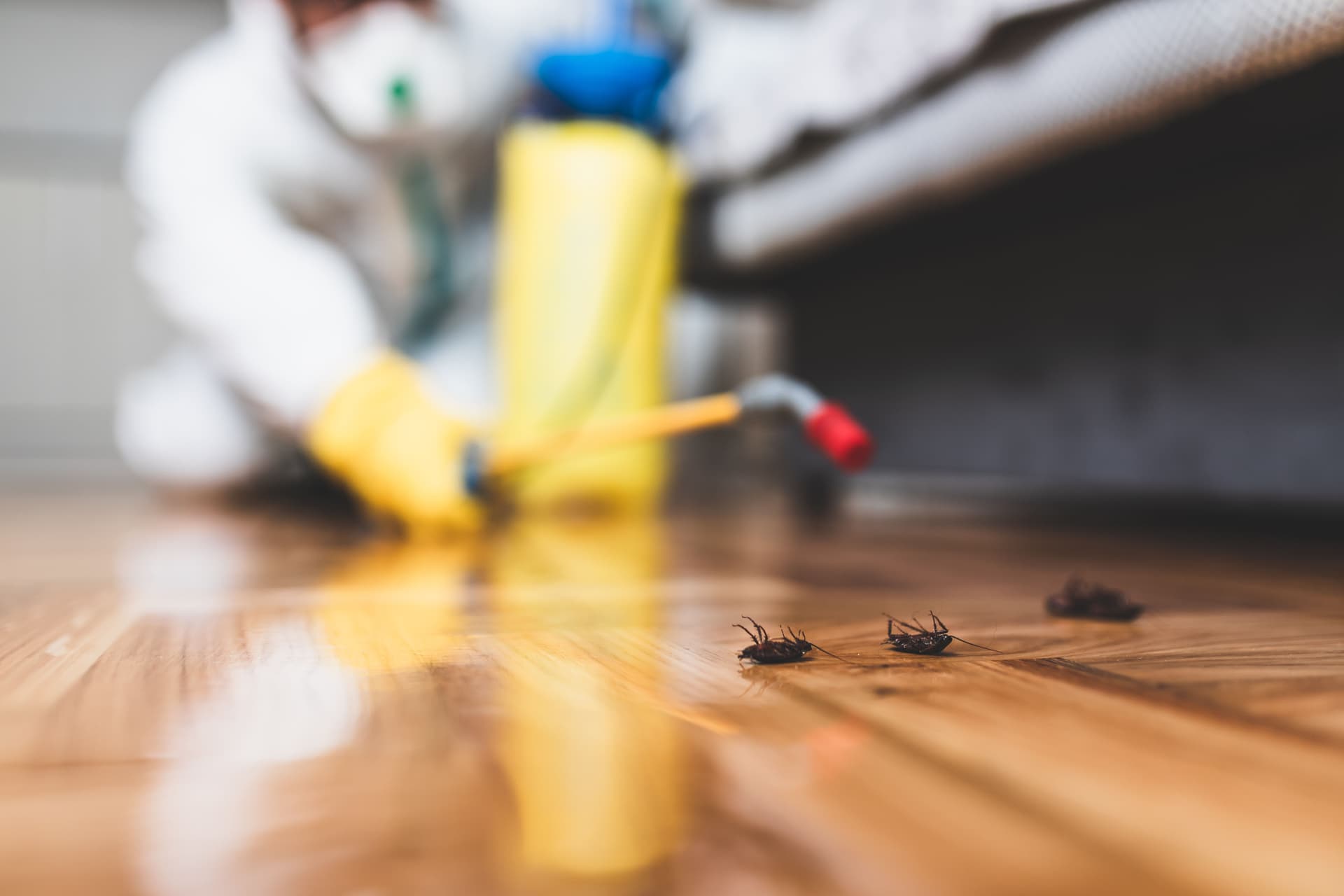 Technician spraying for cockroaches with roaches on the floor