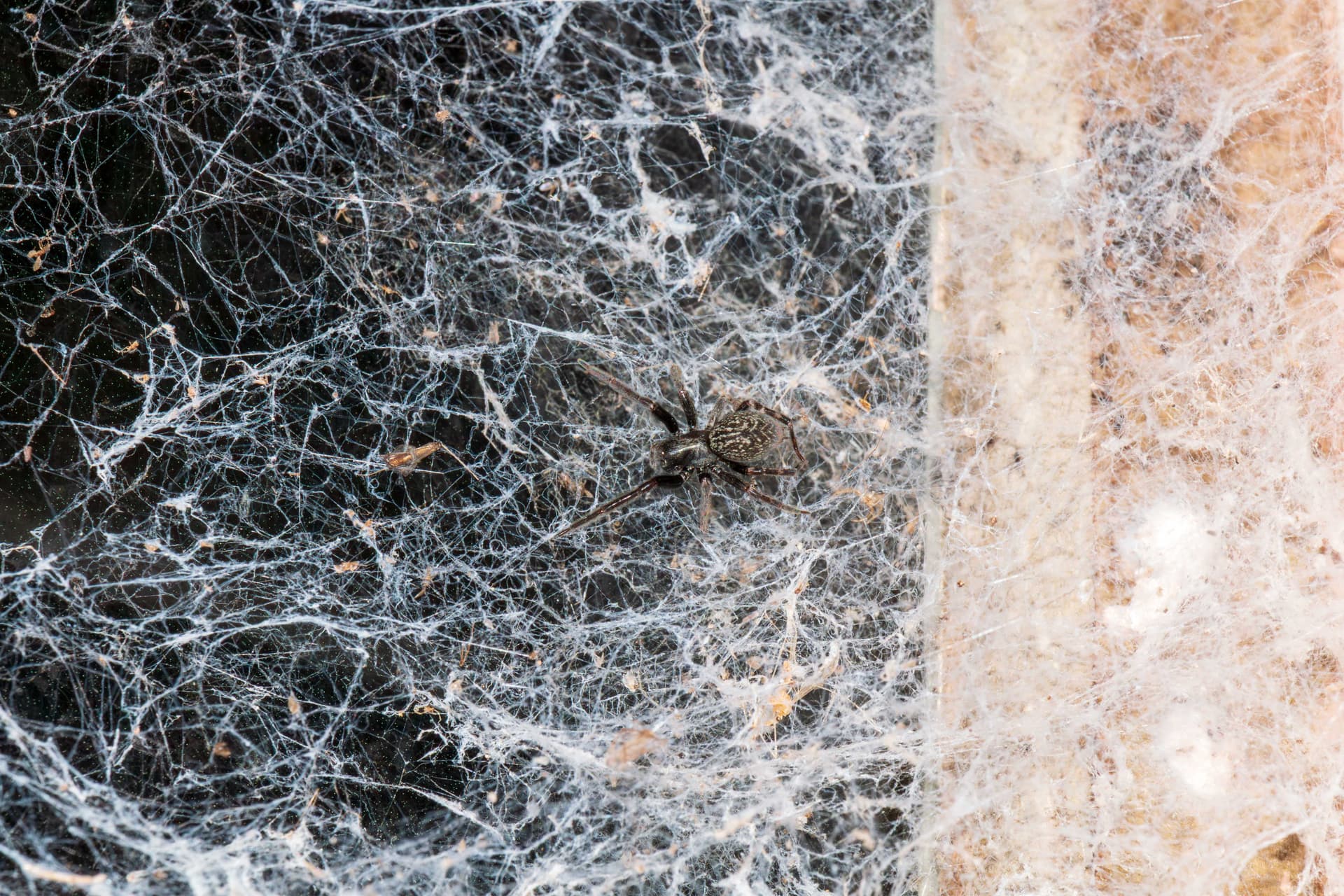 Dark house spider in a dense tangled web in a corner