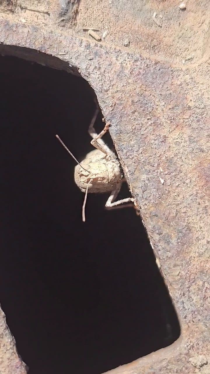 Close-up of an insect in a ground utility box