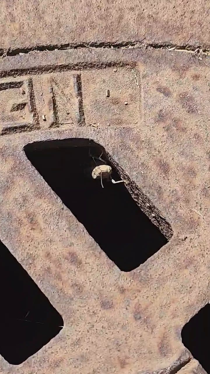 Insect harborage inside a utility access box