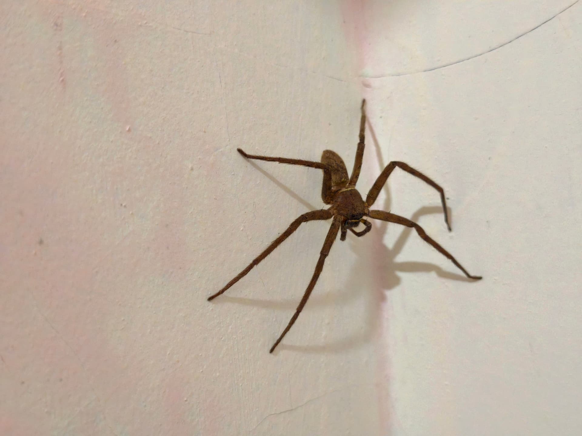 Large brown spider on a pale interior wall in a Phoenix-area home