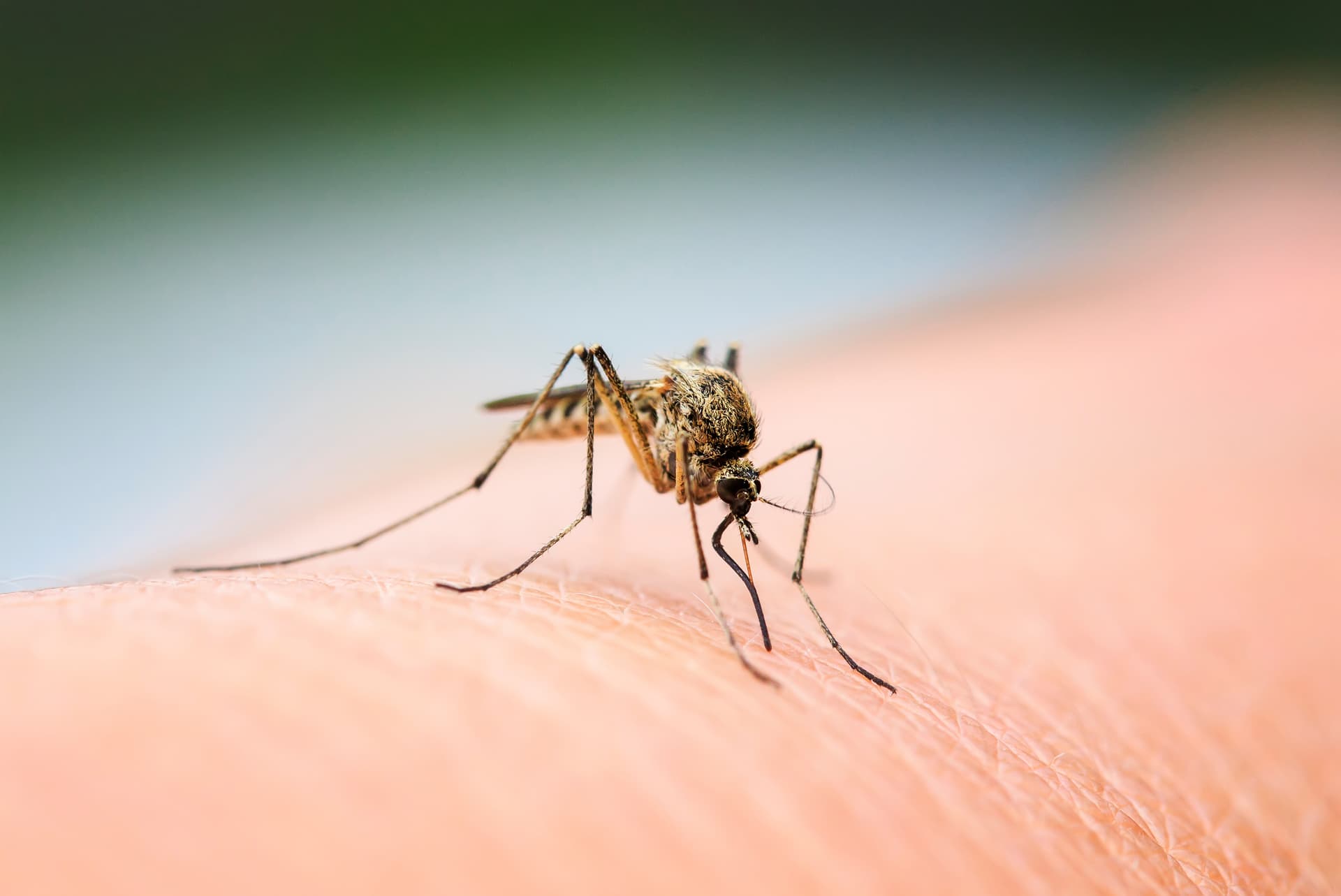 Close-up of a mosquito biting human skin