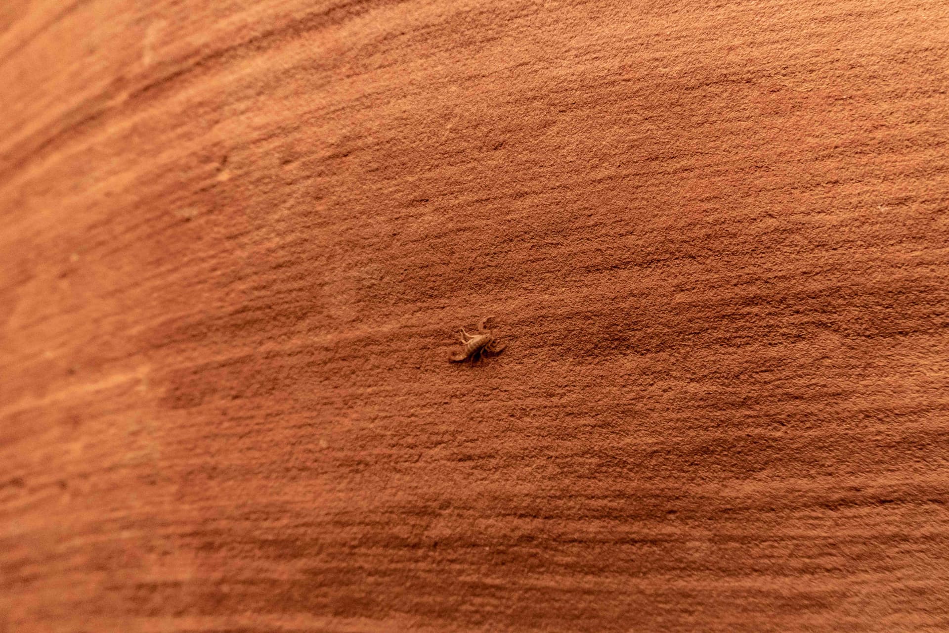 Scorpion blending into red desert sandstone in the Arizona landscape
