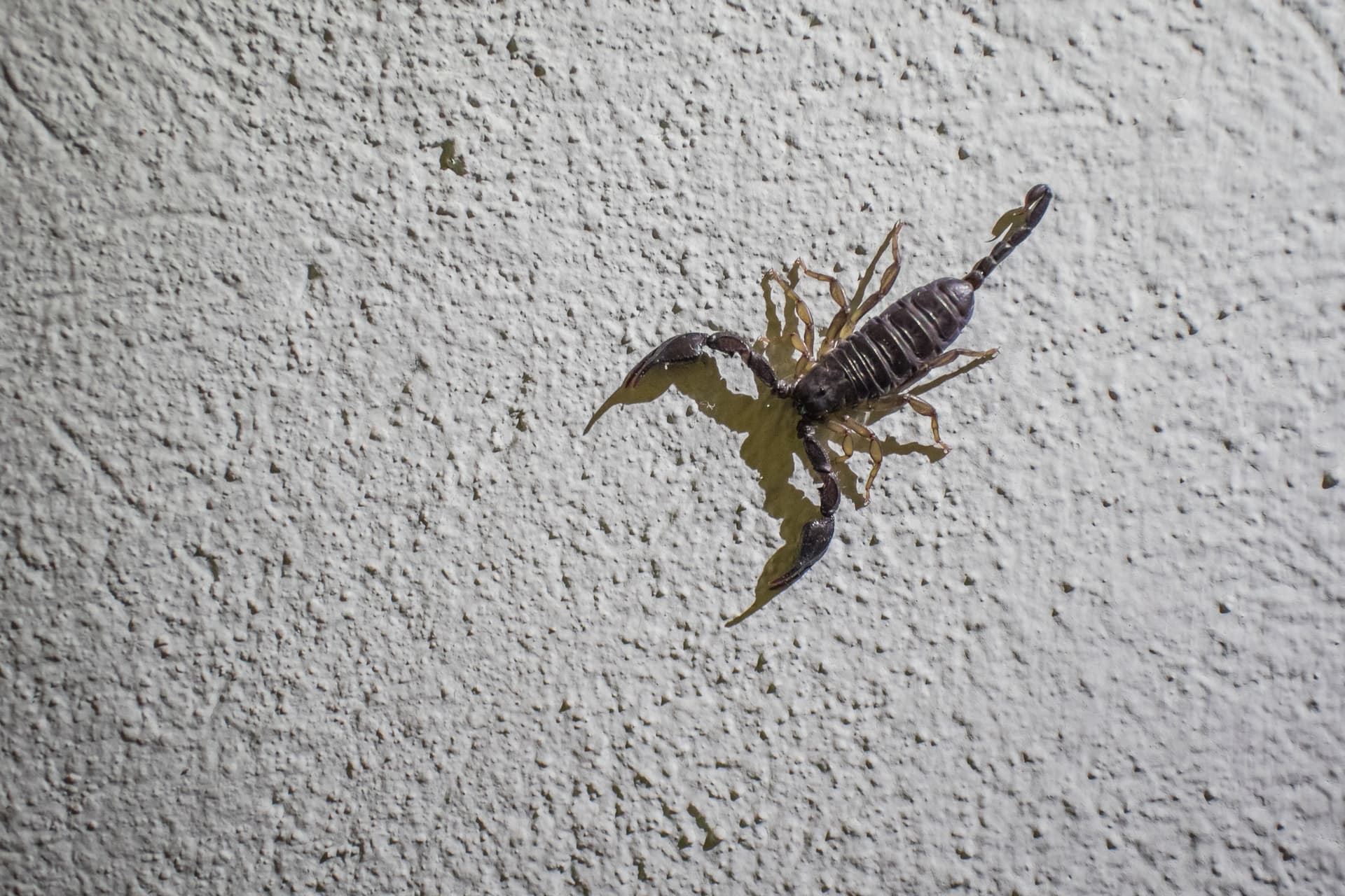 Arizona bark scorpion on the stucco wall of a Phoenix-area home