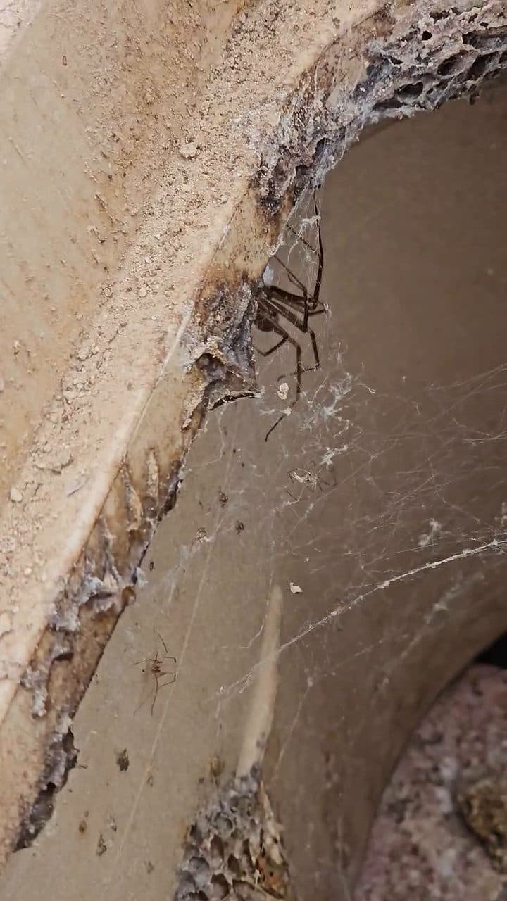 Spider and web found inside an irrigation box
