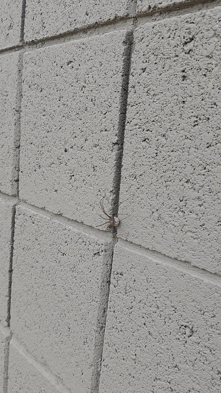 Spider on a cinder block wall at a Phoenix-area home