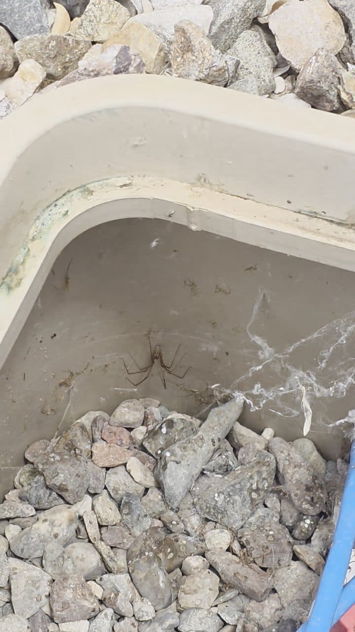 Spider web spun across an irrigation valve box