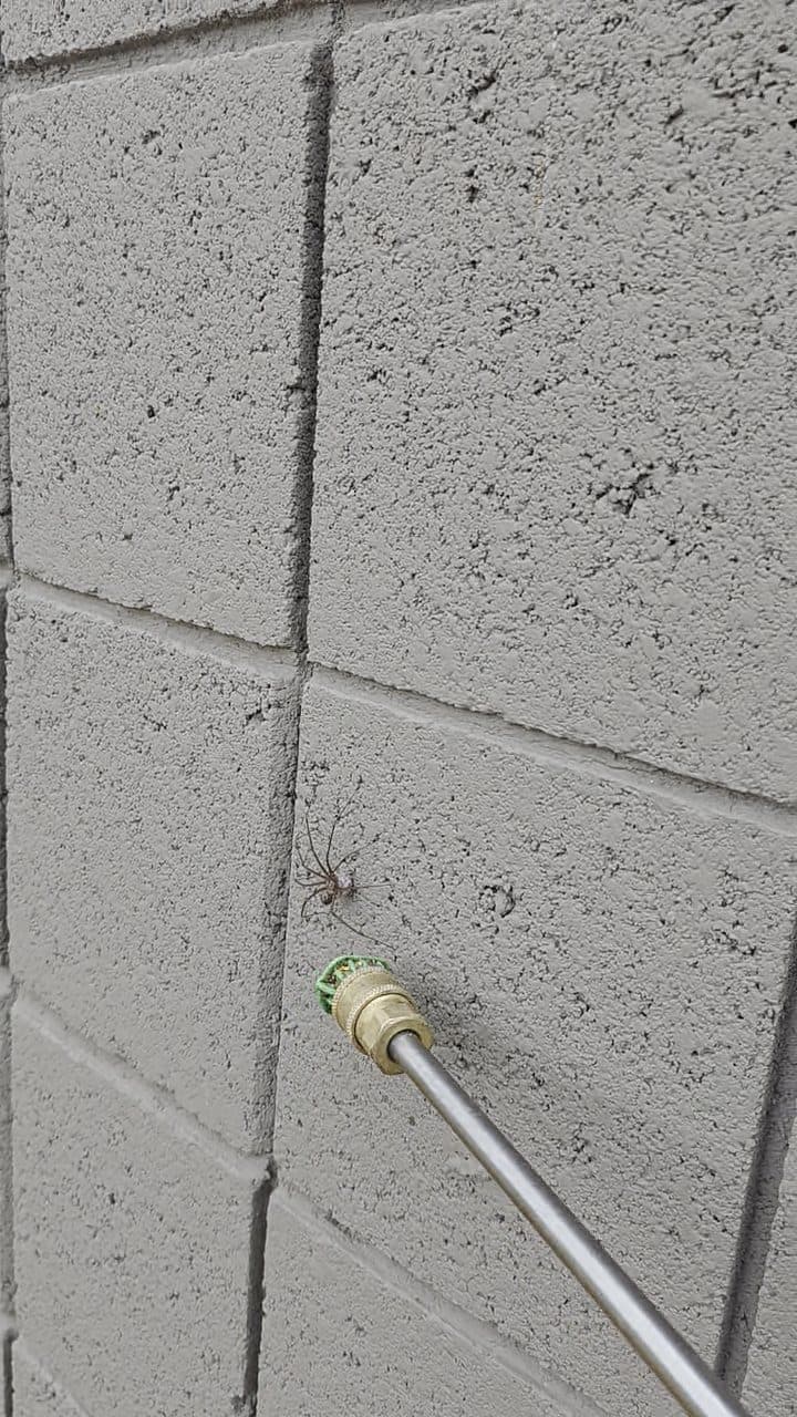 Technician treating a spider on a block wall