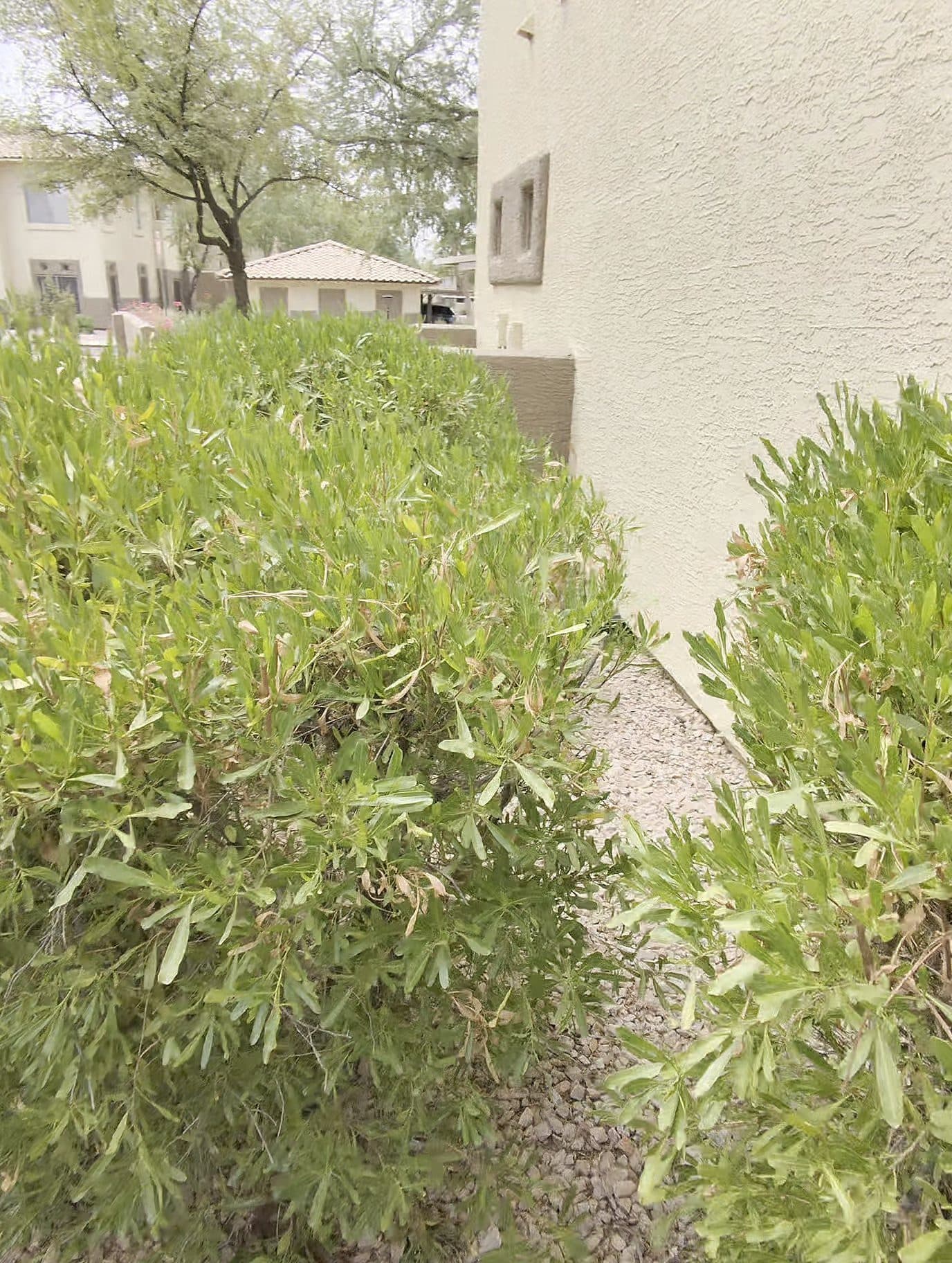 HOA community building exterior in the Phoenix Valley