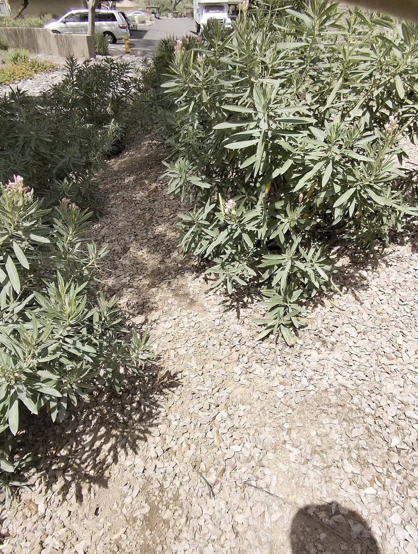 Oleander hedge along a property wall