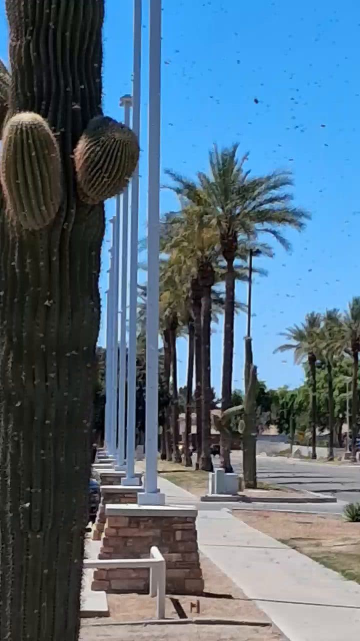 A palm-lined Arizona streetscape in the Phoenix Valley