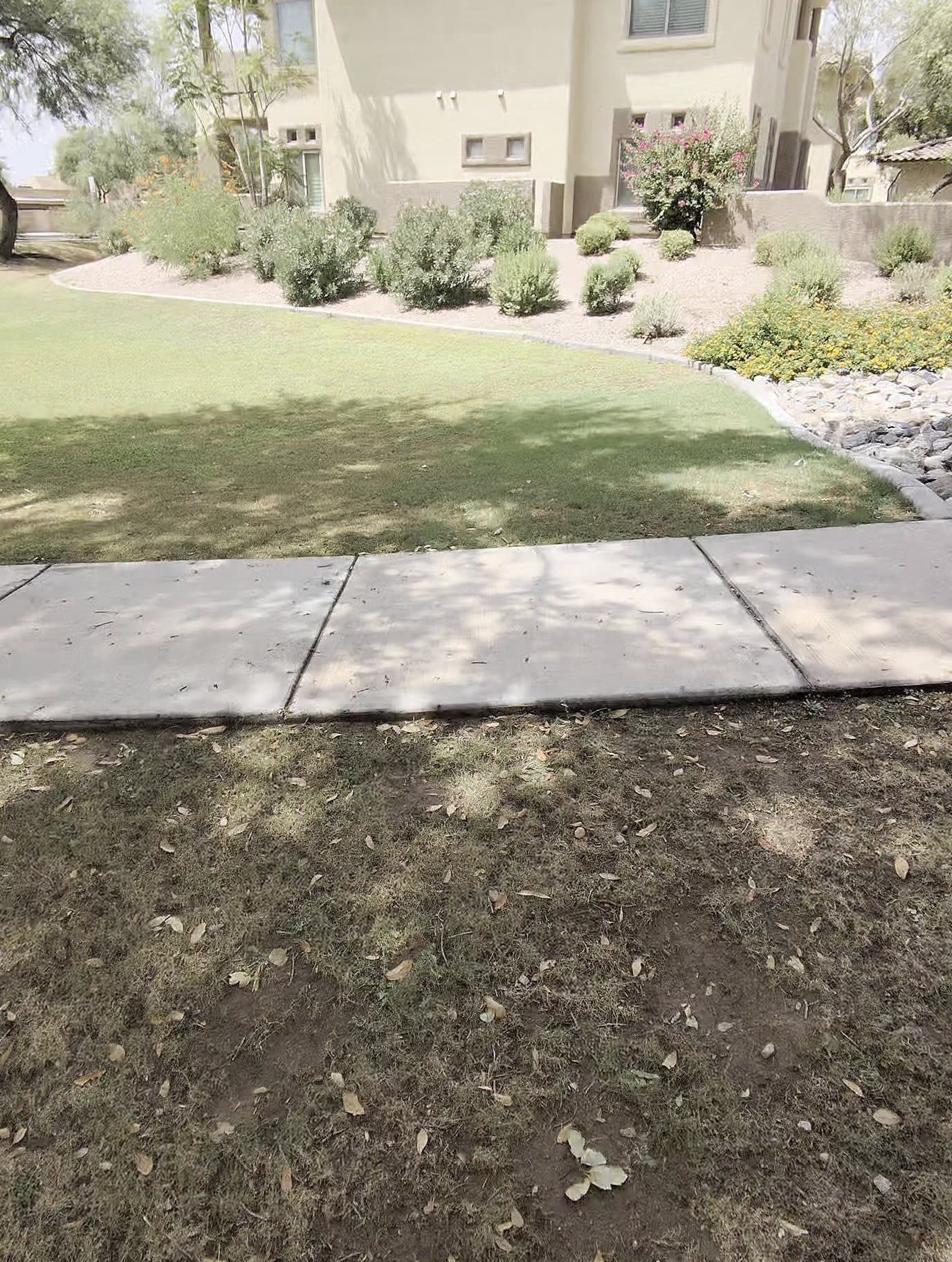 Healthy turf lawn and sidewalk in a Phoenix common area