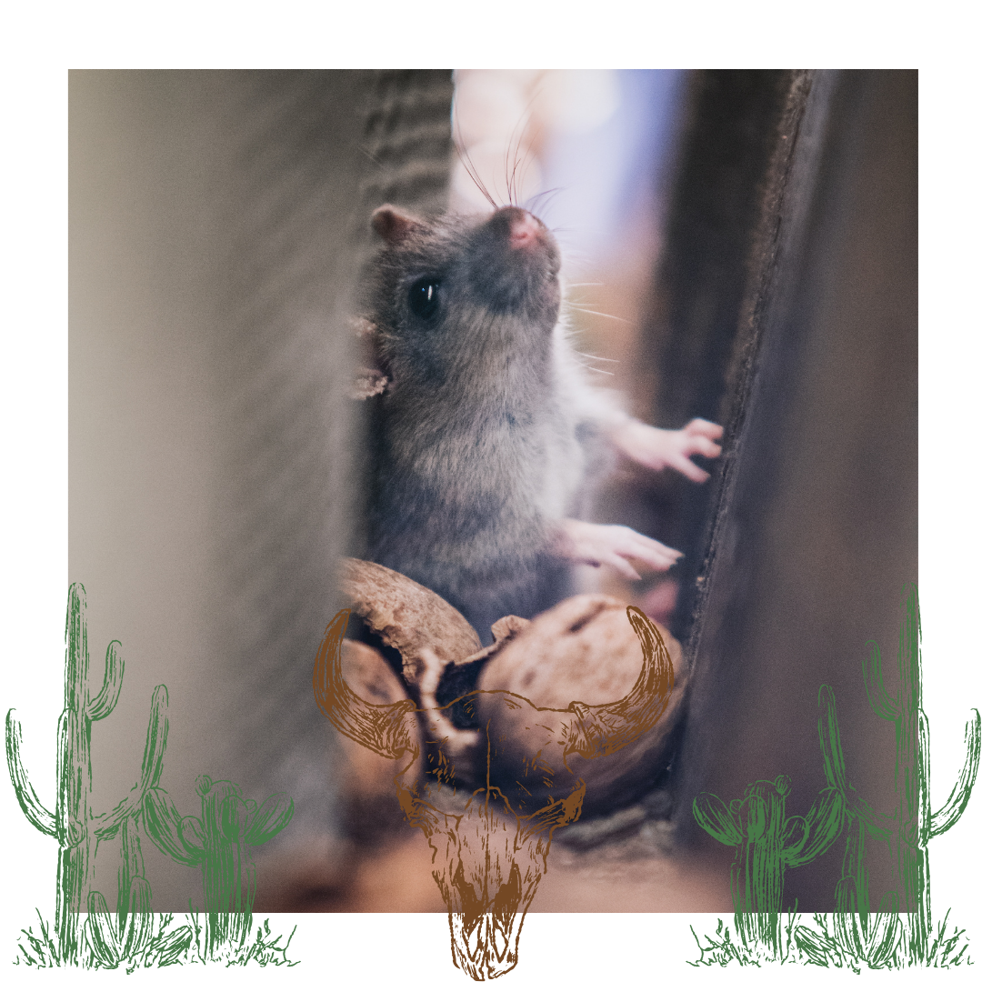 buckeye arizona pest control
