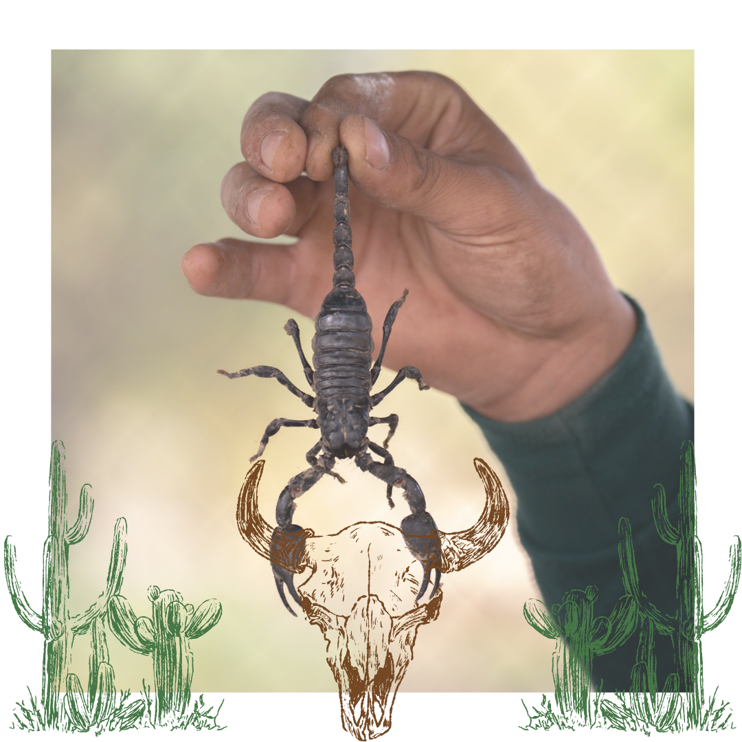 scorpion pest control
